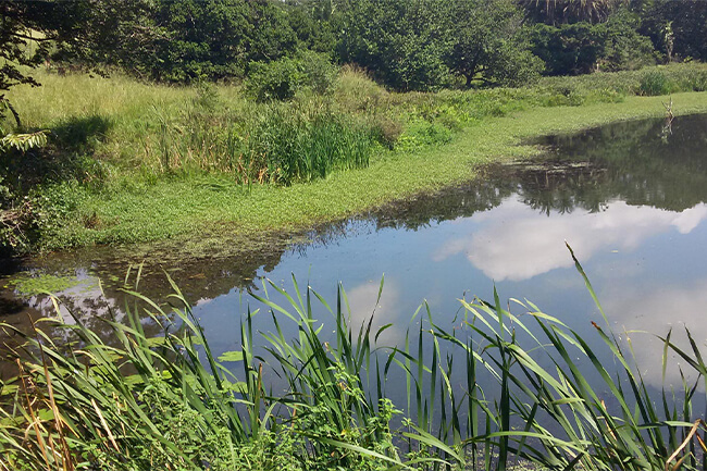 Modderfontein Nature Reserve