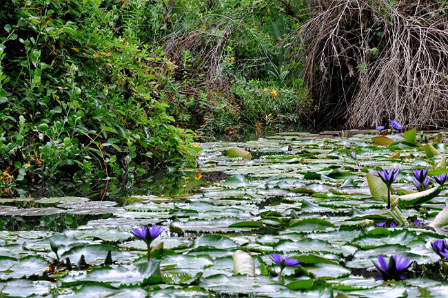 Lowveld National Botanical Garden