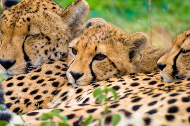 Running Wild Cheetah Experience