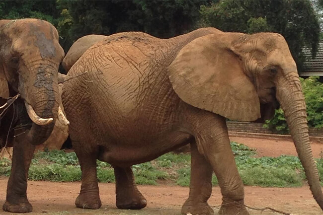 Pretoria Zoo