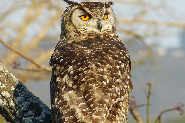 African Bird of Prey Sanctuary