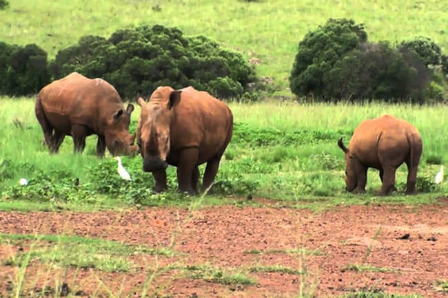 Rhino and Lion Nature Reserve